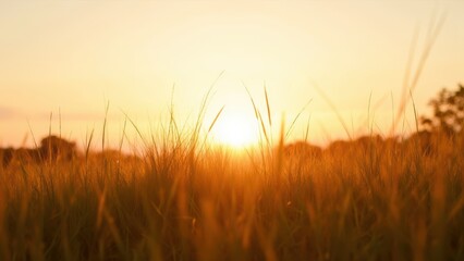 Fototapeta premium Golden Field at Sunrise with Soft Light