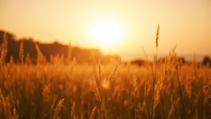 Fototapeta premium Golden Field at Sunset Evoking Serenity and Peace