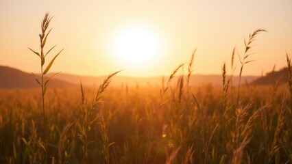 Fototapeta premium Tranquil Sunset Over Serene Golden Field