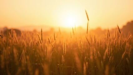 Fototapeta premium Tranquil Sunset Over Golden Wheat Field