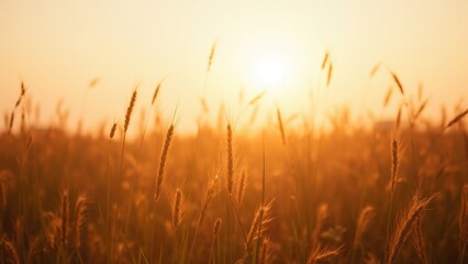 Golden Sunrise Over Serene Wheat Field