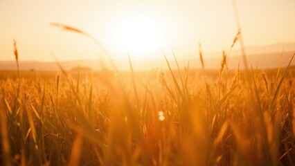 Fototapeta premium Serene Sunset Over a Golden Grain Field
