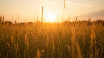Obraz premium Golden Field at Sunset with a Peaceful Atmosphere