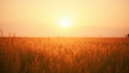 Fototapeta premium Golden Serenity at Sunset Over a Tranquil Field