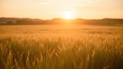 Obraz premium Golden Fields at Sunset for Calmness and Serenity