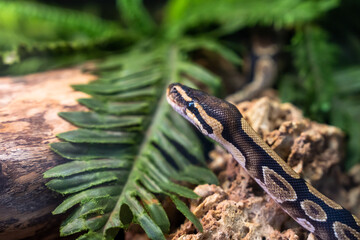 Black striped snake on stone