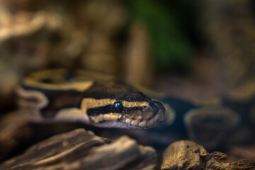 Black striped snake on stone