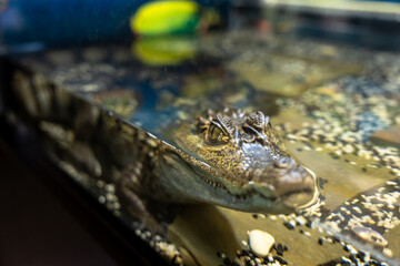 Green crocodile in the aquarium