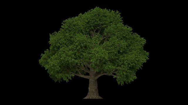 3D beech tree animation with moving leaves on alpha channel