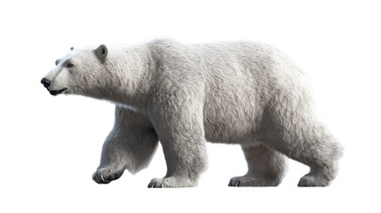 Polar bear isolated on transparent background, png.