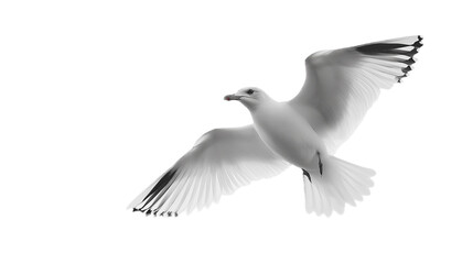 Fototapeta premium Seagull isolated on transparent background, png.