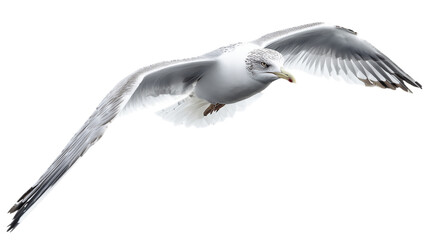 Obraz premium Seagull isolated on transparent background, png.
