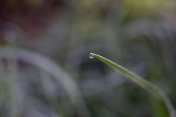 Tautropfen an der Spitze eines Grashalms im Morgenlicht.