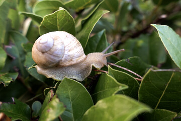 Lumaca che striscia sulle foglie di un cespuglio in giardino 3282