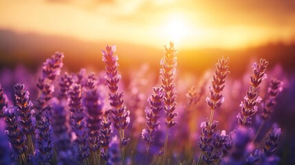 Lavender Field at Sunset