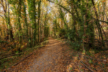 a magic autumn in the mountain