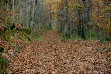 a walk in the forest