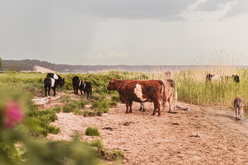 Galloway cattles and calfs are grazing at Lielupe coast in Riga, Latvia. Cows save ghrasslands from overgrown.