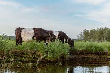 Galloway cattles are grazing at Lielupe coast in Riga, Latvia. Cows save ghrasslands from overgrown.