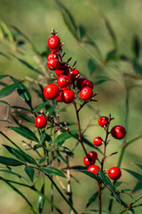 Fototapete bei efototapeten.de bestellen   