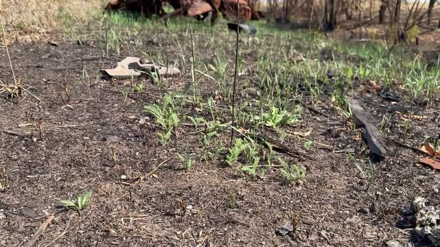 Cluster munitions are scattered in forest along road in front of mine-damaged vehicle (military transport is rusty and damaged by fire). War in Ukraine