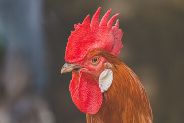 close up of a rooster