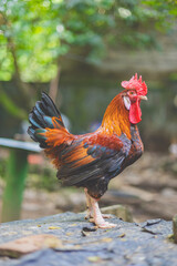 a red rooster resting in the farm