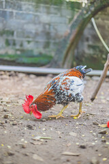 rooster in the farm