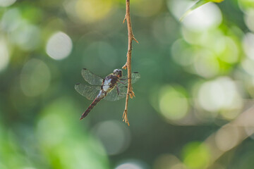 dragonfly on a leaf