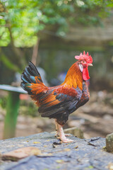 a red rooster resting in the farm
