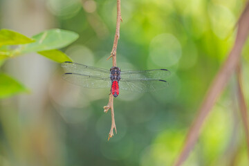 dragonfly on a leaf