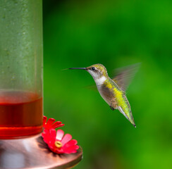 Fototapeta premium ruby throat hummingbird flying on the nectar feeder