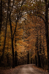 Fototapeta premium autumn in the park