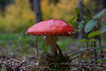 big red fly agaric fungi mushroom in the forest