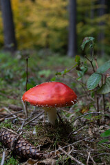 big red fly agaric fungi mushroom in the forest