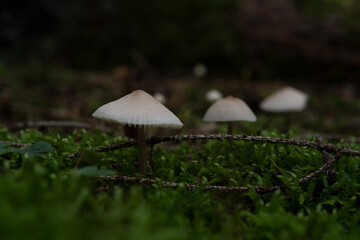 mushroom in the forest in moss