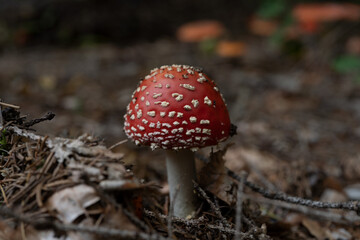 big red fly agaric fungi mushroom in the forest