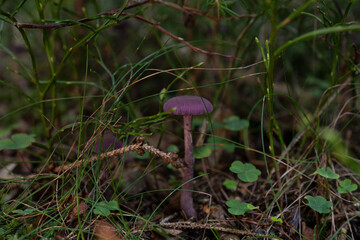 Beautiful purple mushroom in the forest covered in grass