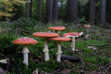 big red fly agaric fungi mushroom in the forest