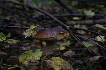big mushroom in the forest
