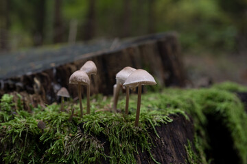 small fungi mushroom in the forest close up