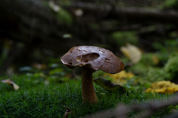 big brown mushroom in the forest surrounded by moss and leaves 