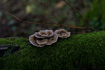 mushrooms on the tree
