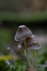 Close up mushrooms in the forest surrounded by green moss