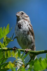 song sparrow bird perched on tree branch