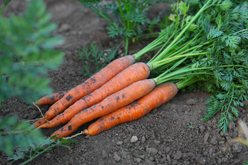 Fresh carrots on soil in garden, closeup