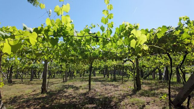 Vineyards that produce wine with designation of origin, Cambados, Galicia.
