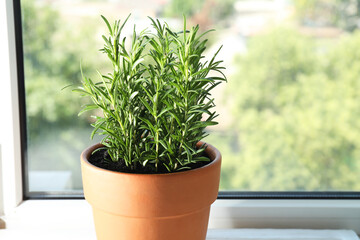 Rosemary plant growing in pot near window, closeup. Aromatic herb