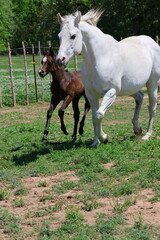 Foal playing in field with mother