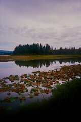 Peaceful Pond with Lily Pads and Trees Reflected in Still Water Under a Mildly Stormy Sky